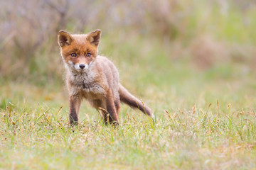 Naklejka na ściany i meble red fox cub