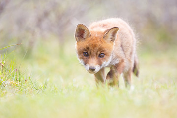 red fox cub