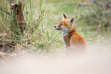 red fox cub