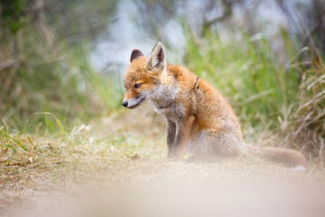 red fox cub