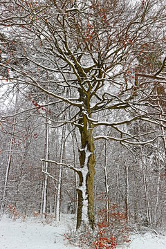 Buchenbaum im Winter