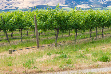 Fototapeta na wymiar Grape vine plants in a row in vineyard