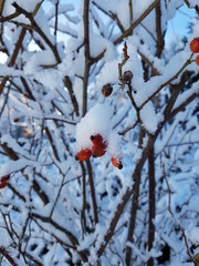 Rami ricoperti di neve