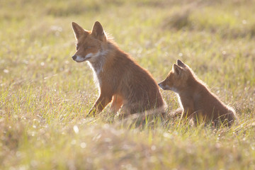 Red fox. Vixen with cub