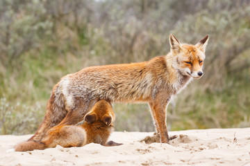 Red fox. Vixen with cub