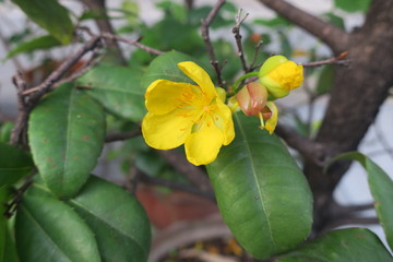 yellow flower