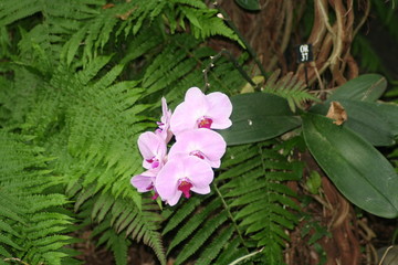 Orqu&iacute;dea Phalaennopsis 