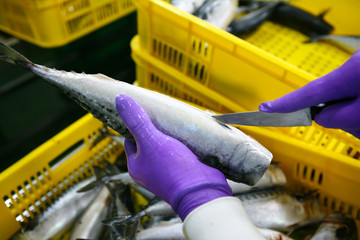 Closeup of men cutting Tuna fish in fish industry