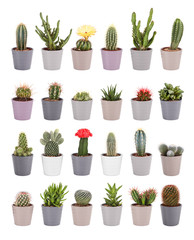 Cactus collection isolated on white background. Aloe and other succulents in colorful ceramic pots