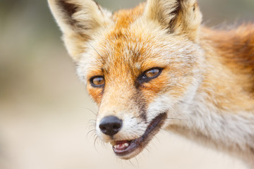 Red fox portrait
