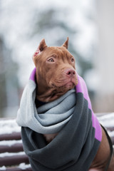 american pit bull terrier puppy posing in scarf outdoors