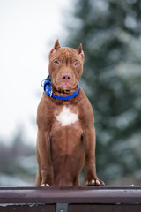 beautiful american pit bull terrier puppy posing outdoors