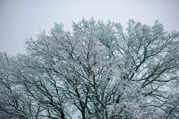 Temperature, freezing, cold snap, snowfall