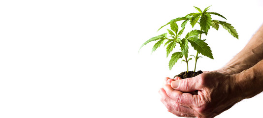 Hand holding marijuana leafs with root