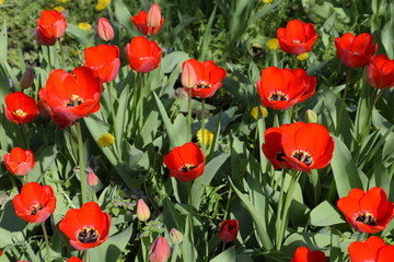Fototapeta premium Red tulips bloom in the flowerbed. Flowering of tulips