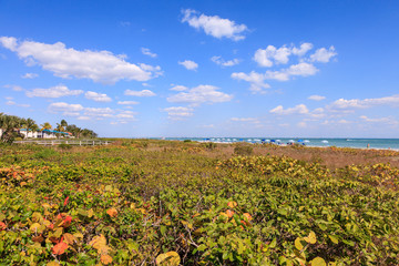 Fototapeta na wymiar In the afternoon the land near the beach, Florida, USA