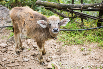 Naklejka na ściany i meble little cute calf with big ears; young buffalo