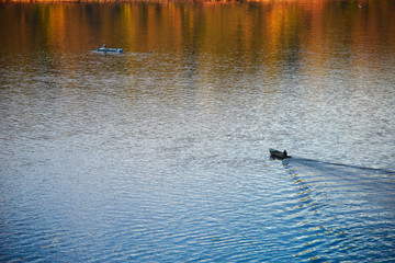 Naklejka premium Danube River