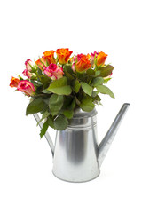 roses in a watering can on white background