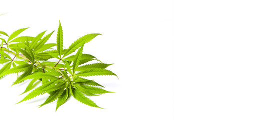 Marijuana branches isolated on white