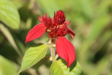Mussaenda erythrophylla
