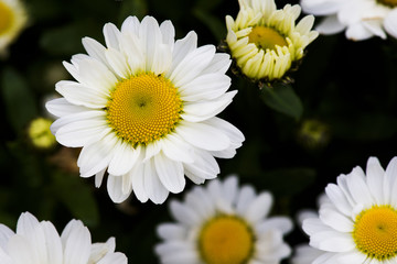 Fototapeta premium Daisy