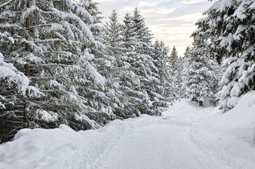 Fototapeta na wymiar Dolomiti, Trentino Alto Adige boschi e neve Passo di Lavazè