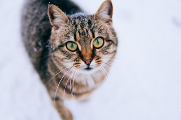 cat in the snow with beautiful eyes in winter