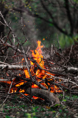 Blazing branches and firewood in the evening