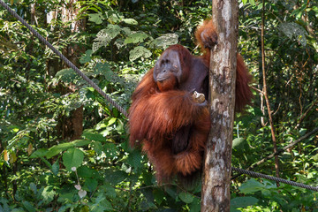 an orangutan female