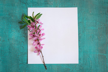 Obraz premium empty sheet of paper and twig of flowering almonds on turquoise background