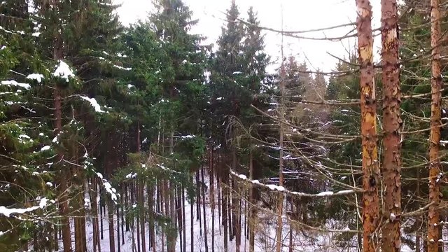 Top view of the winter fir forest. Russia
