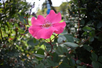 Rosa Blüte