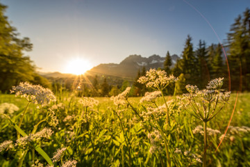 Obraz premium gelbe Wiesenblumen im Vordergrund