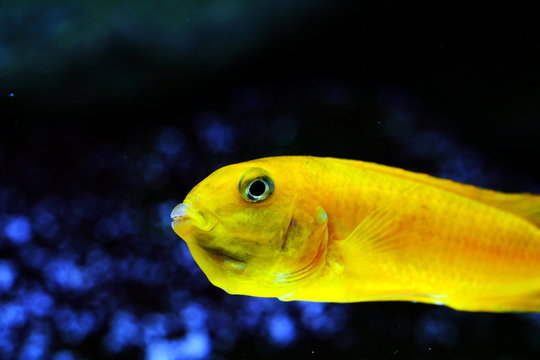 malawi fish cichlid colorful brillant 