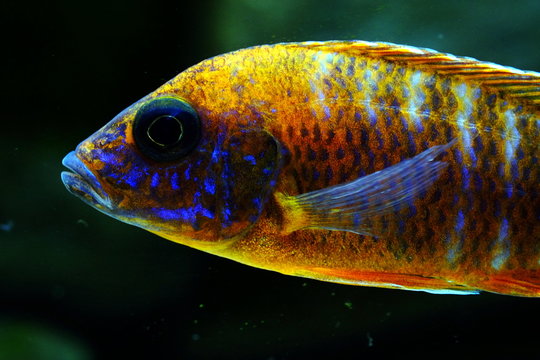 malawi fish cichlid colorful brillant 