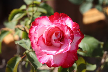 Closeup beautiful fresh red and white rose