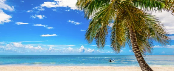 Crédence de cuisine en verre imprimé Plage tropicale paradise beach beautiful white sand with palm tree in the resort of caribbean