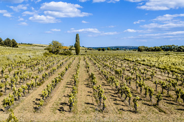 Fototapeta na wymiar Cultivation of vineyards near Narbonne France
