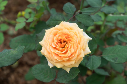 Orange rose inthe garden.