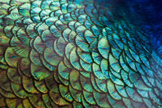 Fototapeta Peacocks, colorful details and beautiful peacock feathers.