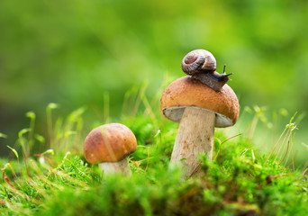Edible mushrooms in a forest on green background