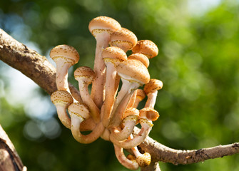 edible mushrooms ( honey agarics) on a branch of a tree