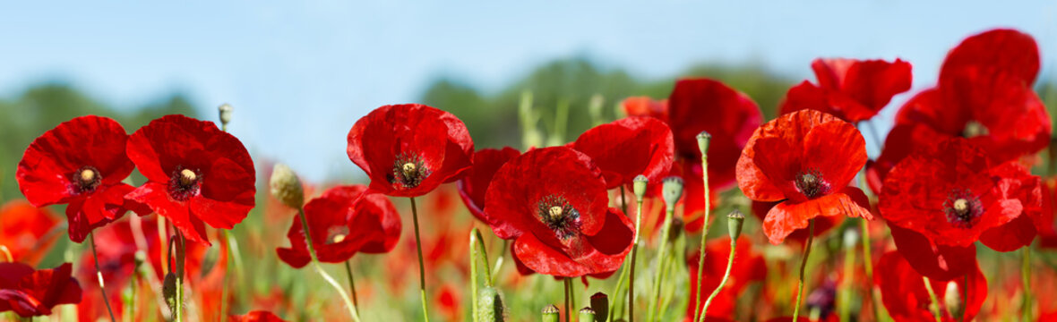 Fototapeta czerwone kwiaty maku w polu