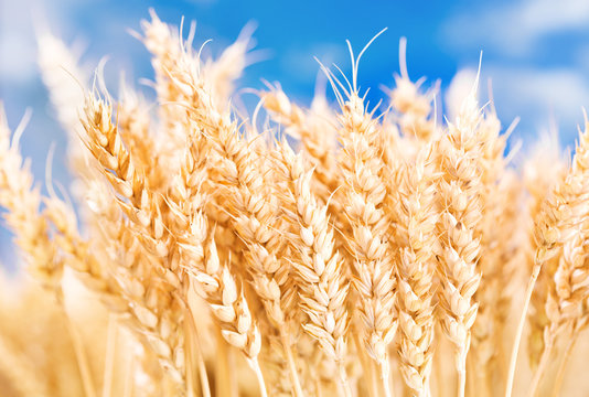 wheat ears on a field against blue sky