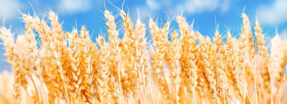 wheat ears on a field against blue sky