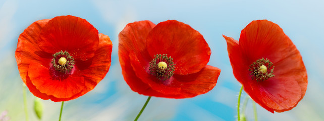 Fototapeta premium red poppy flowers over blue sky