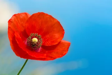 Poster de jardin Coquelicots red poppy flower over blue sky