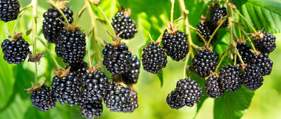 close up of ripe blackberry in a garden