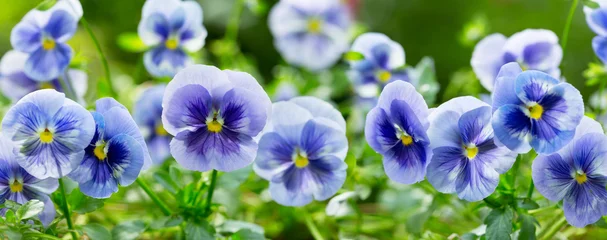 Foto op Plexiglas viooltjebloem groeit in de tuin © Nitr